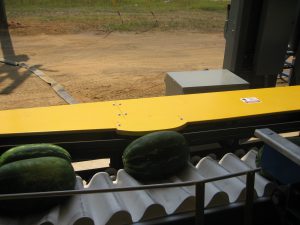 Sweet-Dixie-Melon-Sorter-25